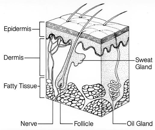 Skin Covers entire surface of body Consists of three layers Epidermis: thin outer layer Dermis: thick underlying layer Hypodermis: fatty layer Skin Layers Image source: NCI Visuals Online Epidermis