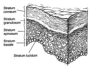 Epidermis Squamous cell layer Resides above basal layer Called stratum spinosum Contains keratinocytes Contains Langerhans cells Is the thickest part of epidermis Epidermis Stratum granulosum Thin