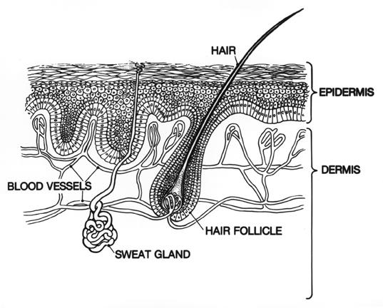 Dermis Thickest of the three layers Main functions: Stores much of the body s supply of water Supplies nutrients to the epidermis Regulates body temperature Dermis Contains specialized