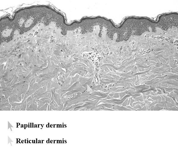 Papillary layer Dermis Regulates body temperature Supplies epidermis with nutrient-filled blood Reticular layer Provides structure and elasticity Supports components of skin Dermis