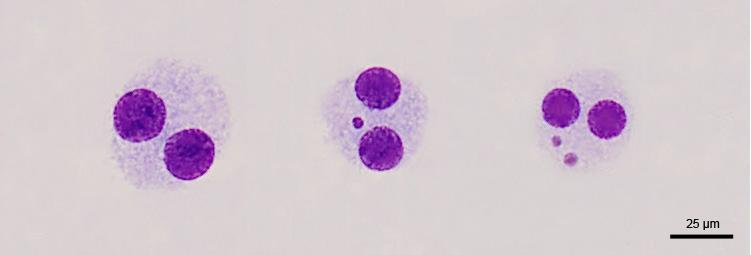 MN assay in binucleated cells Cytochalasin B