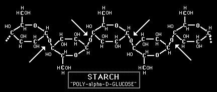 Starch Glucose Molecules 2. Protease, which converts proteins in to amino acids as shown in the following diagramme. Polypeptide Amino Acid 3.