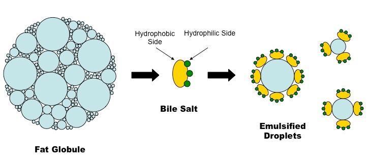 The Bile Fluid: is constantly made by hepatocytes and flows toward bile duct branches in portal triads.