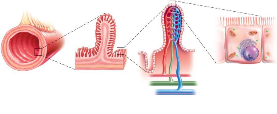 intestine lining: Produce enzymes that complete carbohydrate and protein digestion Stomach: Releases acidic chyme into the small intestine Pancreas: Produces sodium bicarbonate and digestive