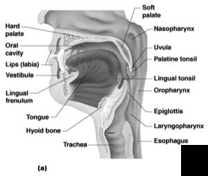 Oral cavity area contained by the teeth Tongue Muscular extension aiding in speech and balling of food.