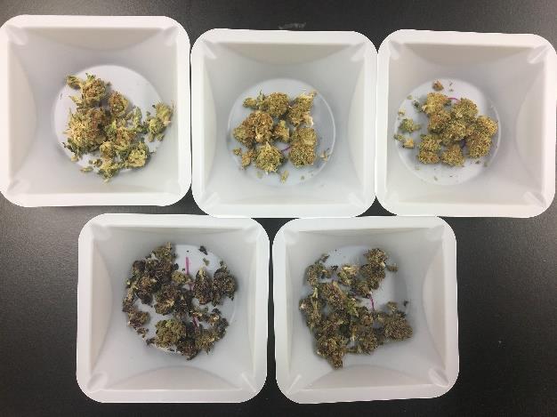 QuEChERS Procedure: Figure 1. Cannabis strains used (clockwise from top left): Agent Orange, Tahoe OG, Blue Skunk, Grand Daddy and Grape Drink Sample Extraction: 1.