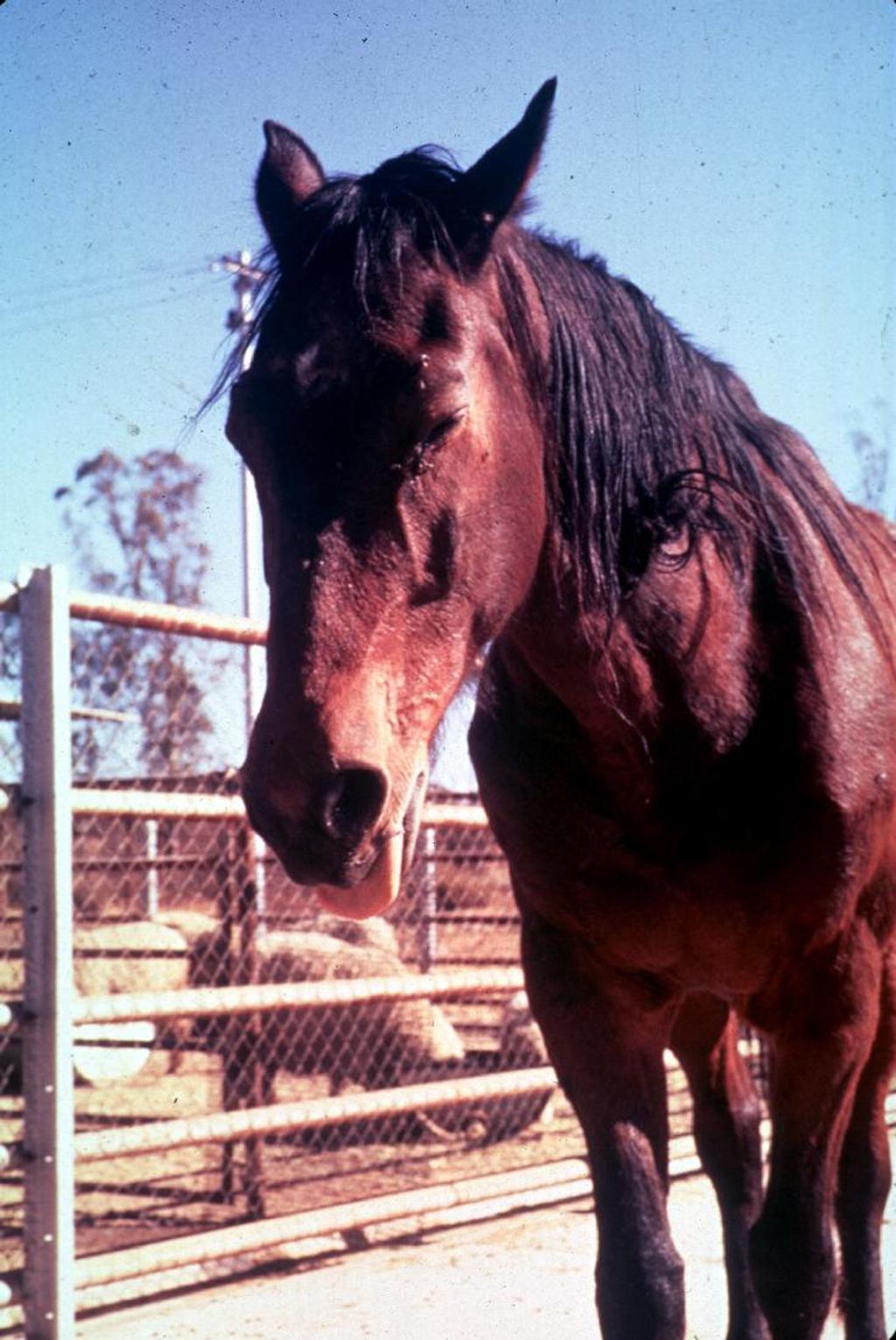 Fumonisin in Horse Signs of Disease Somnolence Head pressing