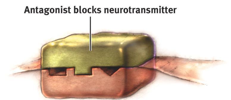 the neurotransmitter.