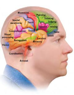 relationship to mental abilities and character traits Phrenology yielded one big