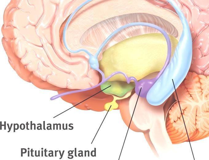 The Hypothalamus: lies below ( hypo ) the thalamus.