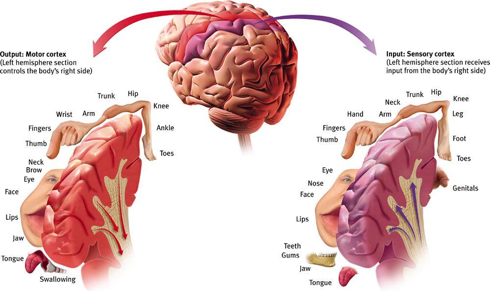 Functions of the Brain: The Motor and Sensory Strips Output: Motor cortex (Left hemisphere section controls the body s right side) Input: Sensory cortex