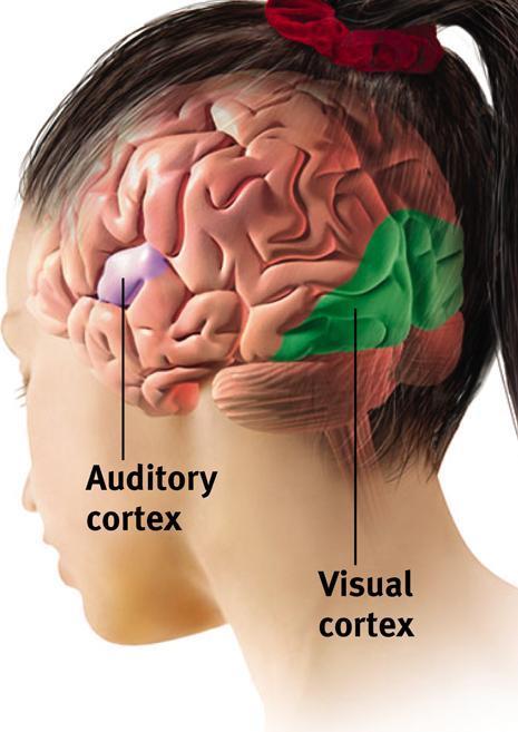 Sensory Functions of the Cortex The sensory strip deals with information from touch stimuli.