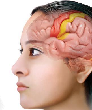 Association Areas: Frontal Lobes The frontal lobes are active in executive functions such as judgment, planning, and
