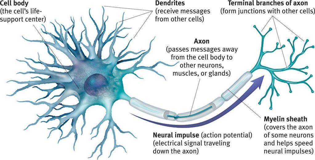 Neurons and Neuronal Communication: The Structure of a Neuron