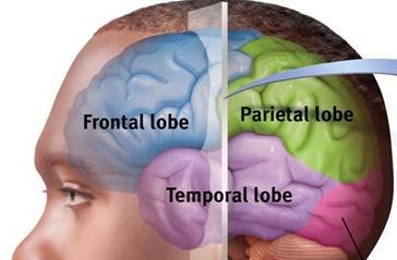 Parietal Lobe Association Areas This part of the brain has many functions in the association areas behind the sensory