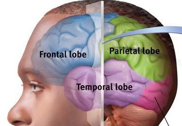 Temporal Lobe Association Areas Some abilities managed by association areas in this by the temples lobe: