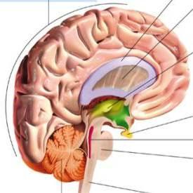 Brain damage studies revealed many functions of the left hemisphere.