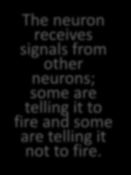neurons; some are telling it to fire and some are telling it not to fire.