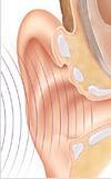 Cochlea converts sound