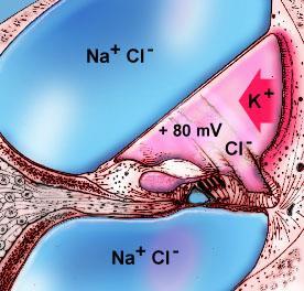 Ionic fluids in the cochlea SV SM ST [from www.the-cochlea.