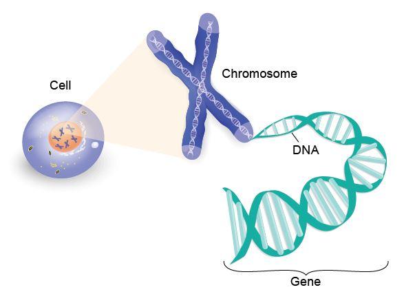 What are genes? Genes are found in every cell in every person s body (except red blood cells). They are passed down from a person s birth parents.