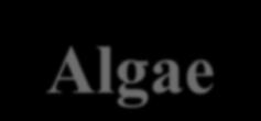 Proximate composition of Whole Algae and