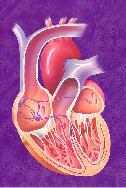 THE HEART & ITS RHYTHMS Normal heart rhythms start in the upper chambers of your heart (atrium) and are carried through cells to the lower chambers, known as ventricles.