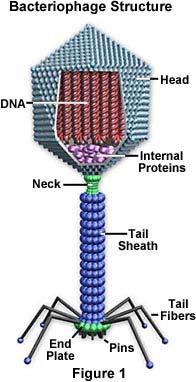 The injected genetic material recruits the host cell's enzymes. 4. The enzymes make parts for more new virus particles. 5. The new particles assemble the parts into new viruses. 6.