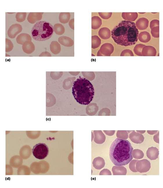RBC Leukocytes neutrophil basophil eosinophil AKA WBCs: white blood cells Are complete cells Function outside the