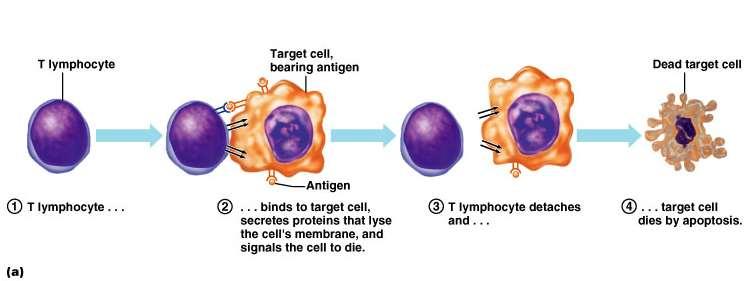 T cells attack foreign cells directly Killer cells (