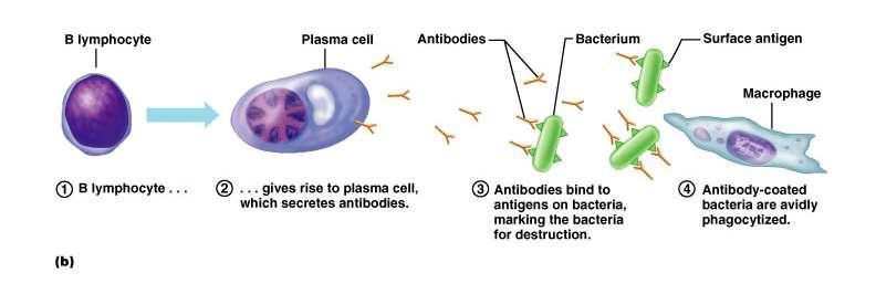 B cells Differentiate into plasma cells Plasma cells secrete antibodies Antibodies flag