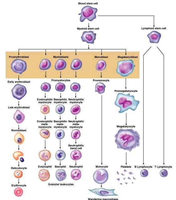Monocytes * 4-8% of WBCs In connective tissue they transform into