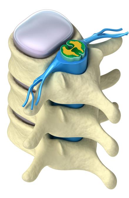 Disc Parts of the Spine Nerves Spinal Canal Vertebrae Spinal Cord Lamina Facet Joints Vertebrae Vertebrae are individual bones, stacked on top of each other, that make up the spinal column.