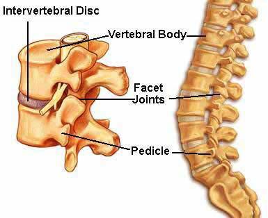 Spinal Joints: Anatomy Two types of Spinal Joints: Spinal