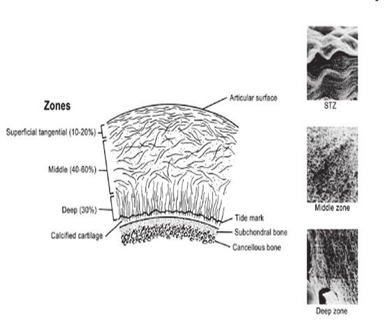 Figure 1: Organization of collagen fibrils throughout cartilage thickness.