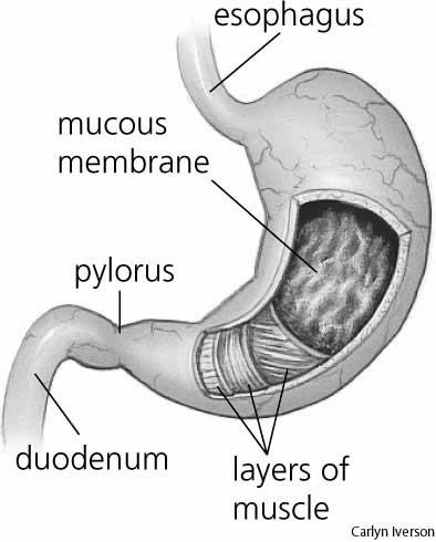 membrane of the mouth Slide 7 Slide 8 Disorders of the Esophagus Gastroesophageal reflux disease Backward flow of stomach