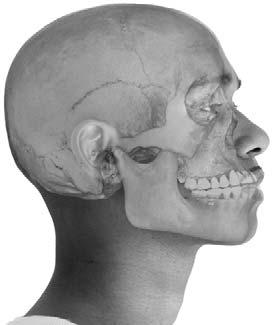 If you feel around your head, your skull appears to be all in one piece. Actually, though, the skull is made up of several different bones.