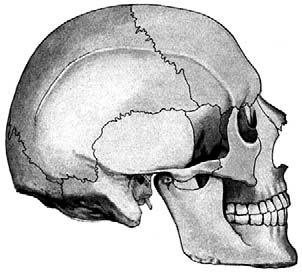 This part of the skull is the frontal bone. A more technical term for your forehead is the supraorbital ridge. The largest part of your skull covers the top and back of your head.