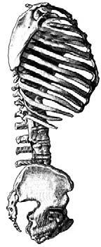 sacrum coccyx Your spinal column has two very important functions. First, the spinal column protects the delicate spinal cord, which runs through the vertebrae.
