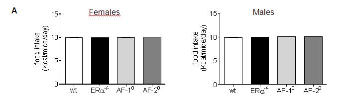 (A) Daily food intake. (B) Adipocyte size distribution (µm²) in perigonadic deposits.