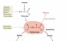 Oxaloacetate is the starting material for gluconeogenesis Overview of Glucose Metabolism The metabolic fate of