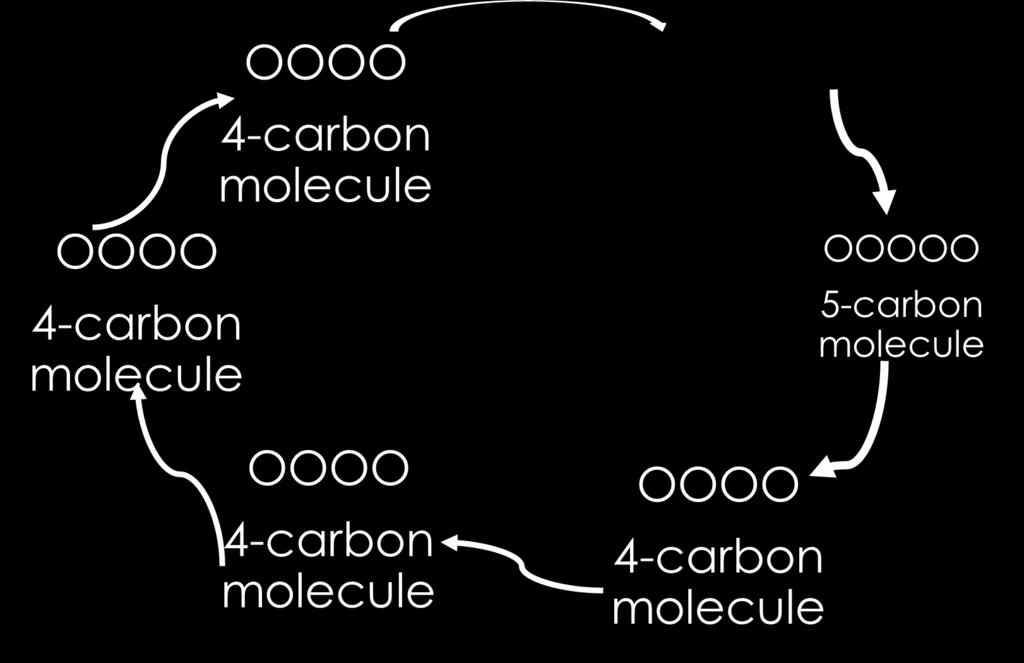 Citric Acid 6-carbon molecule