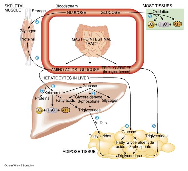 SUMMARY OF GLUCOSE METABOLISM Glycogenesis: The process by which glycogen is