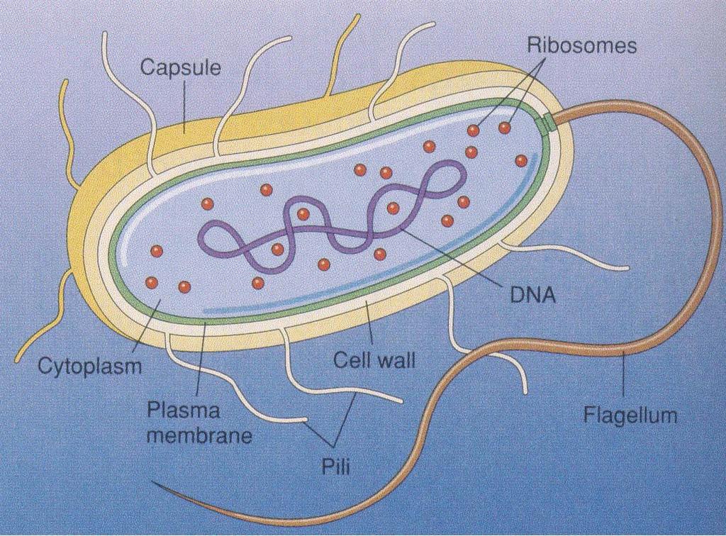 Ultrastructural organization Capsule Ribosomes DNA