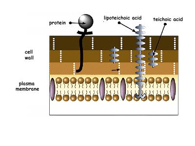 Gram (+) cell envelope structure external milieu protein lipoteichoic acid