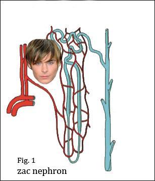 OVERVIEW: NEPHRON Nephrons: Loop of Henle reabsorbs any glucose and salt it