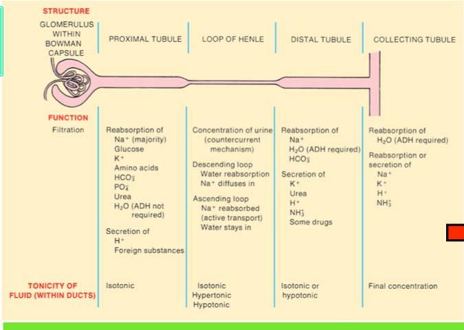 Renal basic structure / function infection Major functions of nephron segments STRUCTURE glomerulus in Bowman s capsule PCT HL DCT CD FUNCTION filtration Reabsorption of: Na (majority) glucose K