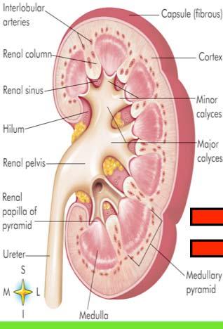 Renal basic structure / function infection