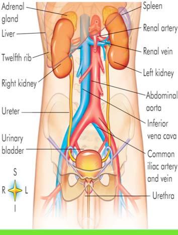 gland Liver 12 th rib Right kidney Ureter