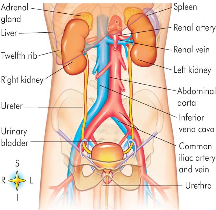 vein Left kidney Abdominal aorta Inferior